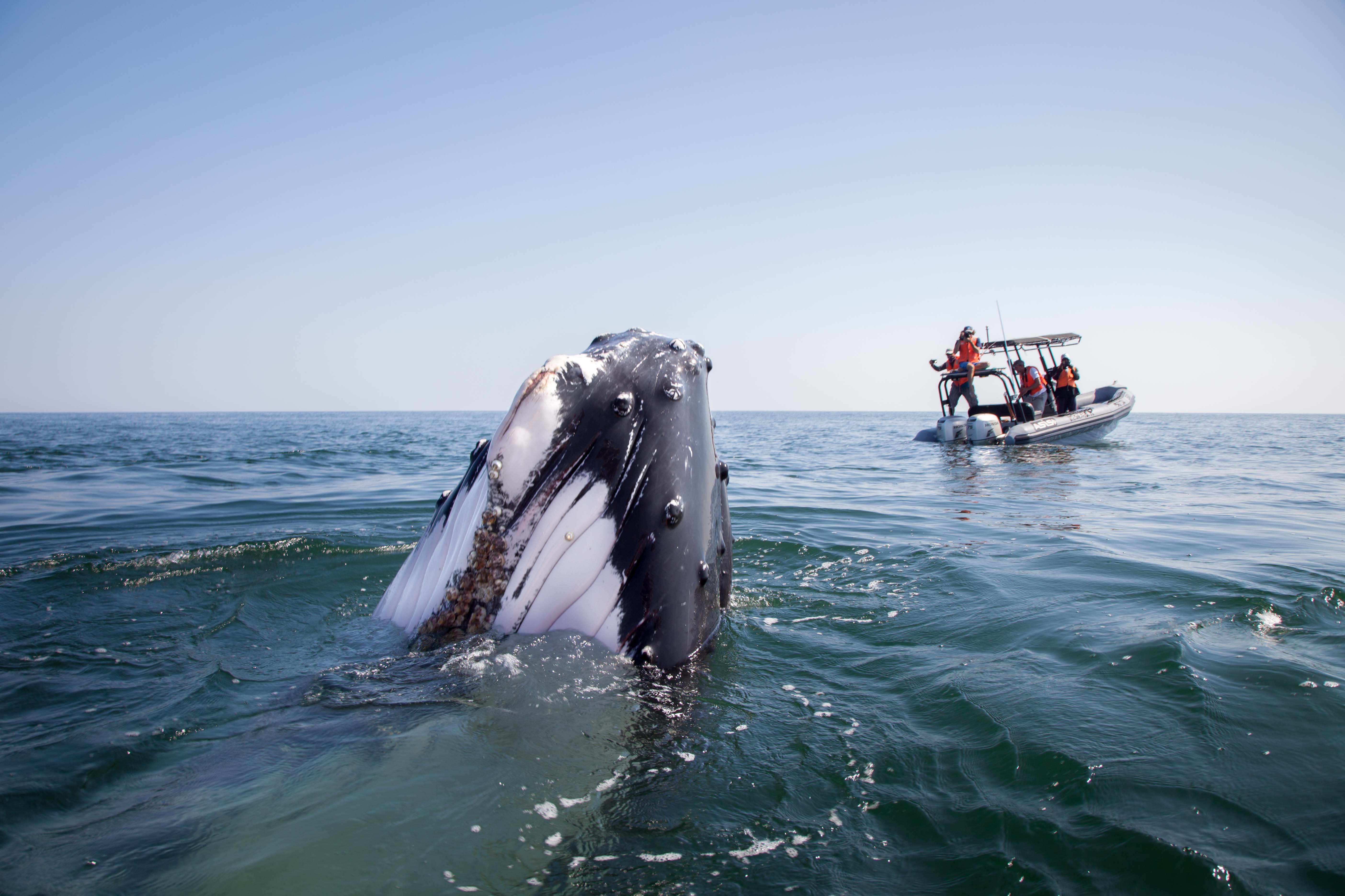 a humpback whale's head comes out of the water, while four scientists on an inflatable boat monitor it