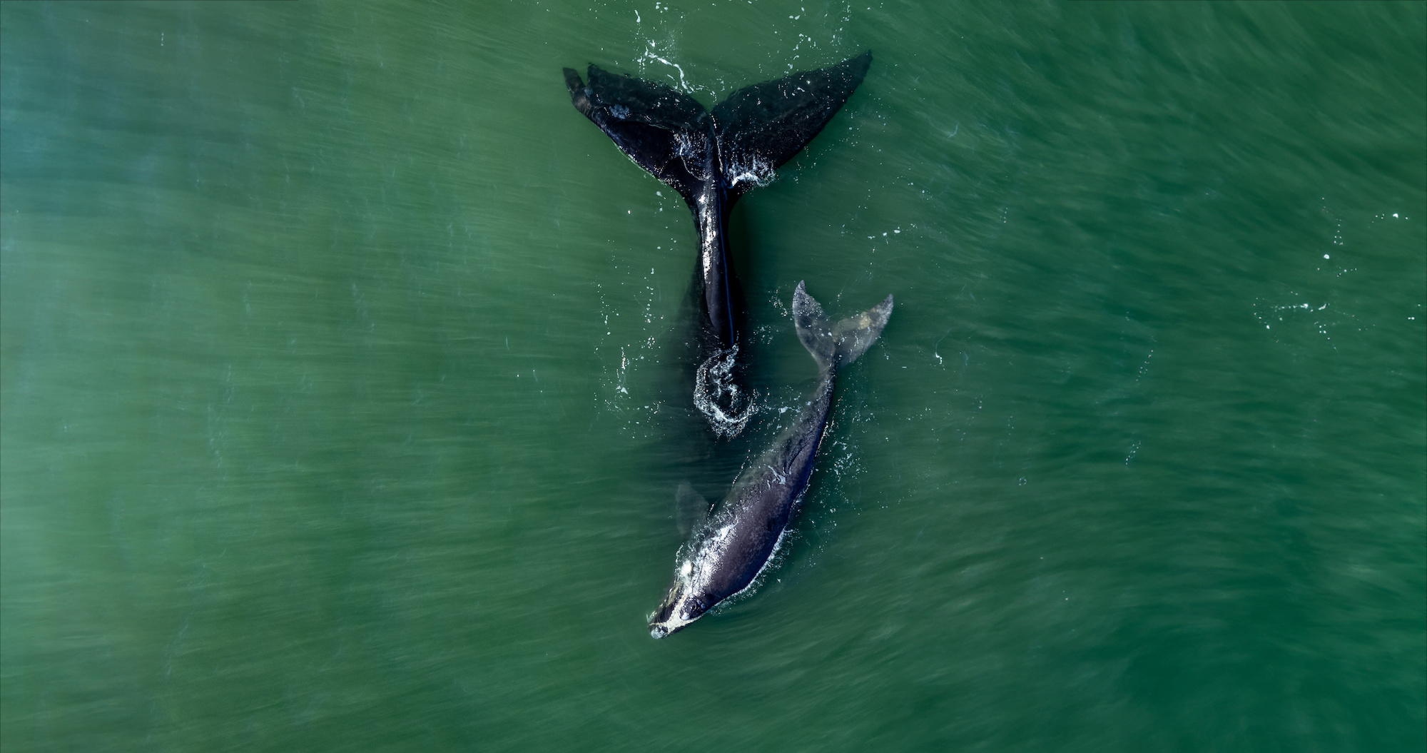 Bowhead whale family swimming together in calm blue ocean water, Mother cares calf. Aerial view pod of bowhead whale spouting hug play. Whale watching of migrate Baleen whales South Africa. Shark