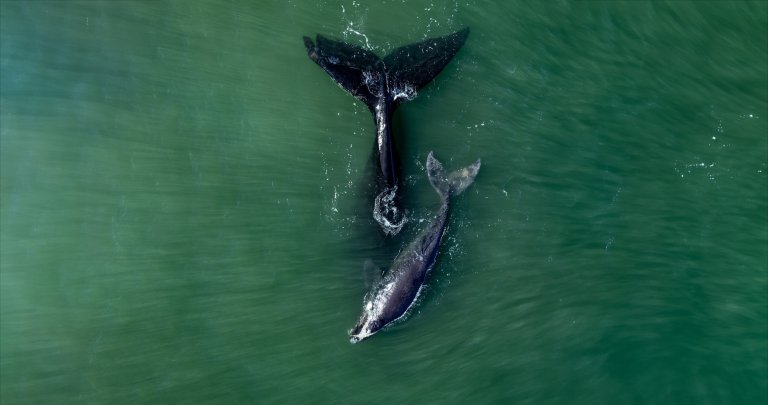 Bowhead whale family swimming together in calm blue ocean water, Mother cares calf. Aerial view pod of bowhead whale spouting hug play. Whale watching of migrate Baleen whales South Africa. Shark