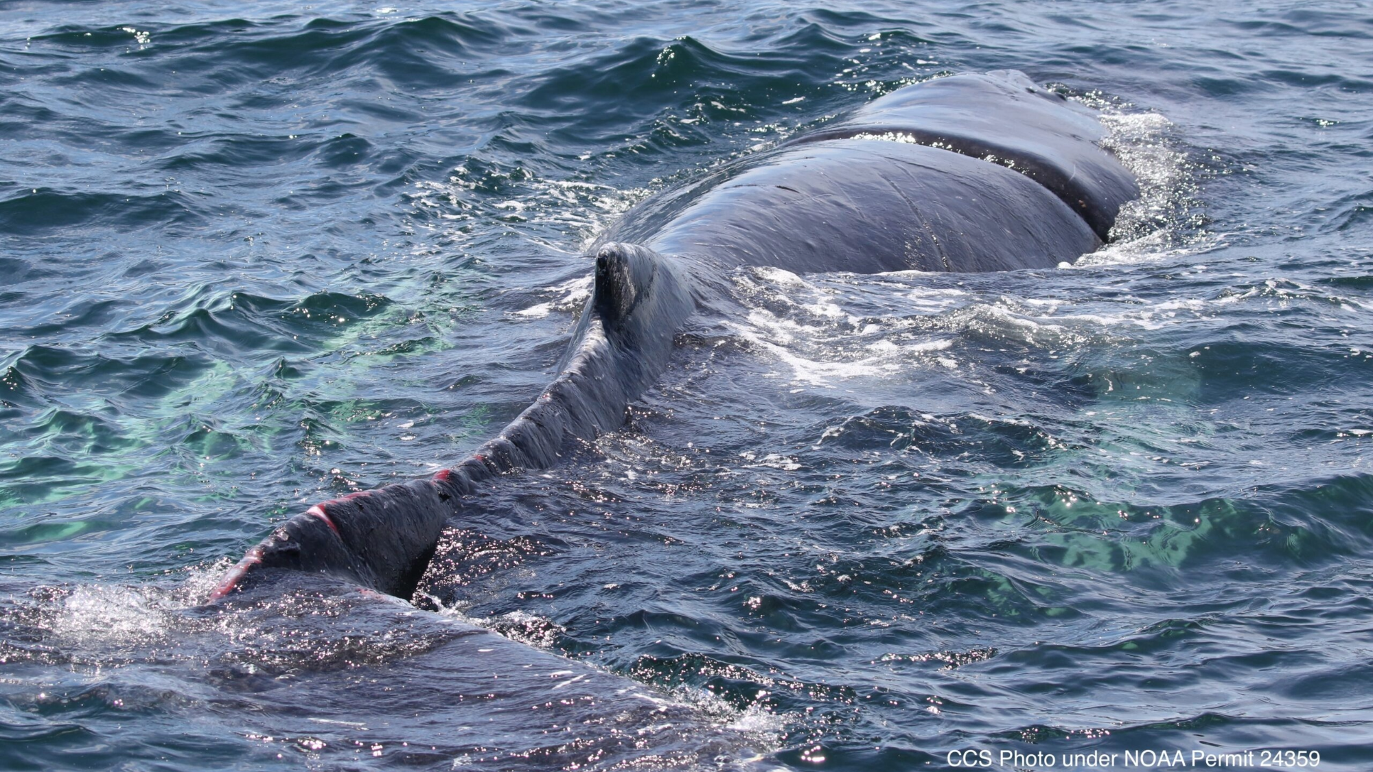 chubby whale fishing pole WhaleTail Plastics A gentle giant Young humpback whale freed from