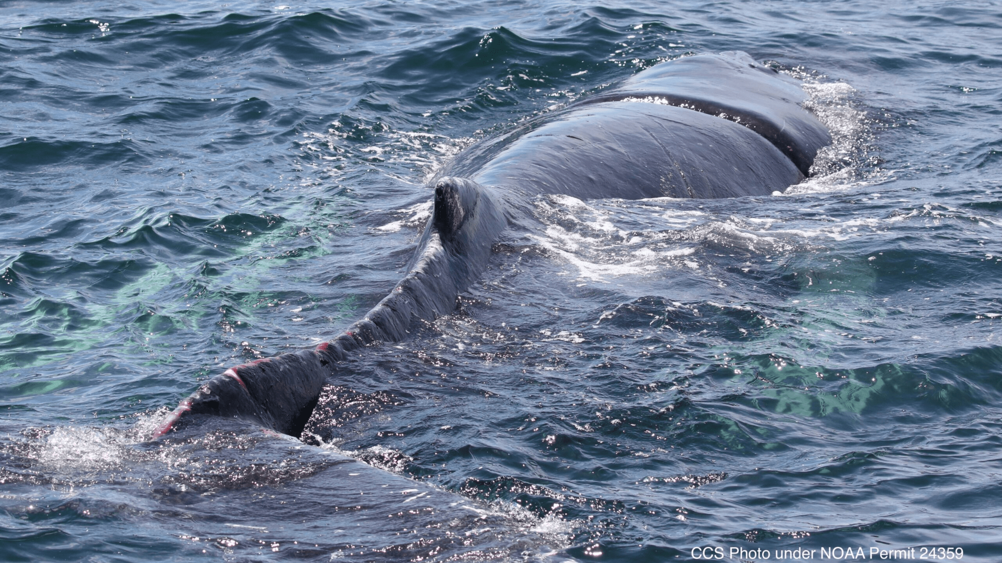 a whale swims at the surface of the water