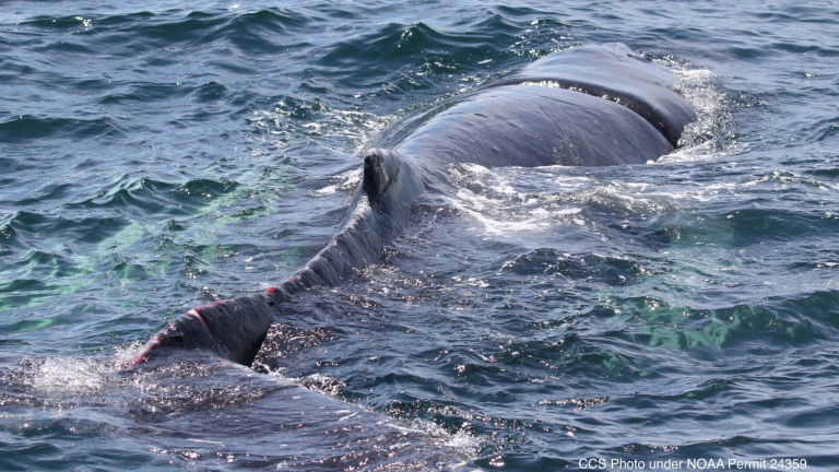 a whale swims at the surface of the water