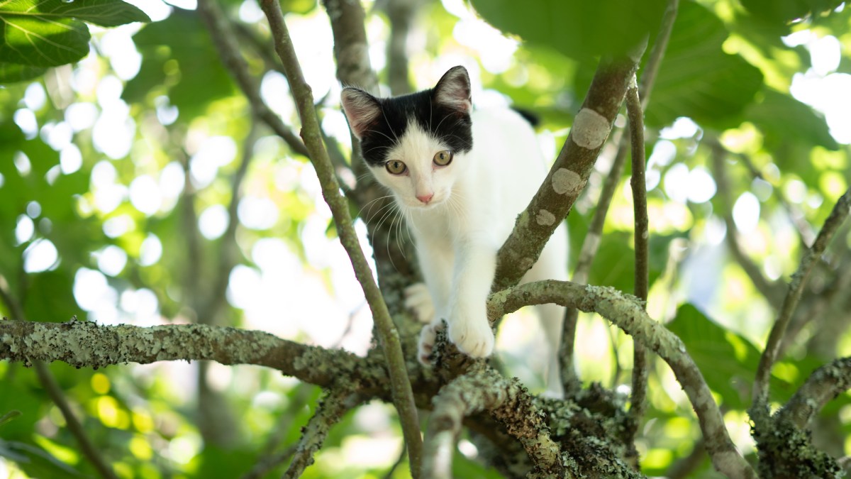 What to do if your cat gets stuck in a tree What to do if your cat gets stuck in a tree