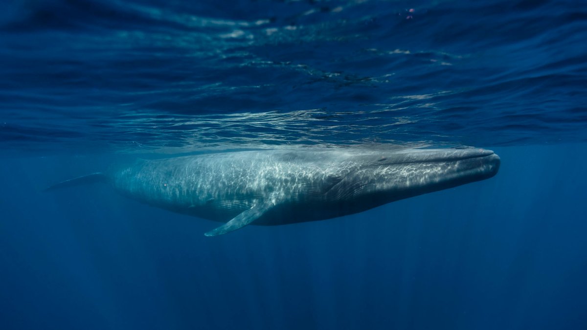 How blue whales became Earth’s largest creature—ever