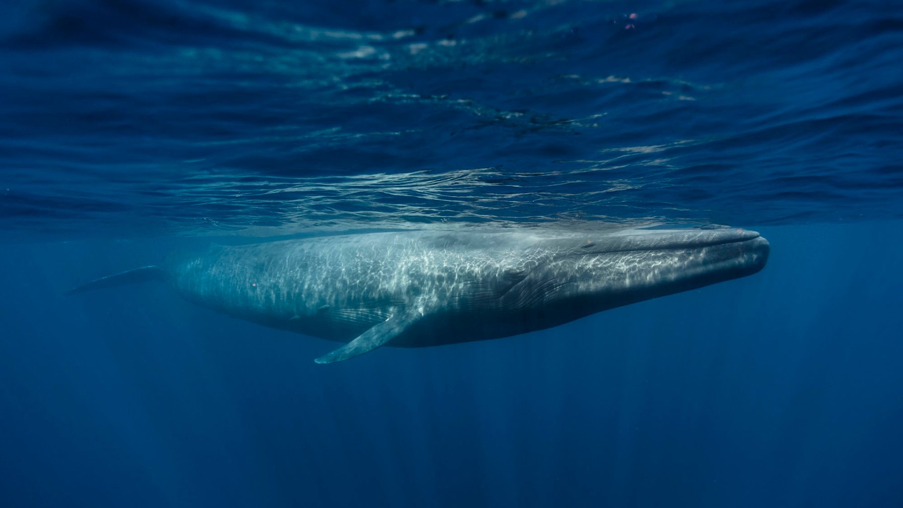 Blue Whale swimming in the ocean.