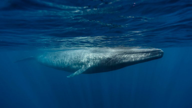 Blue Whale swimming in the ocean.