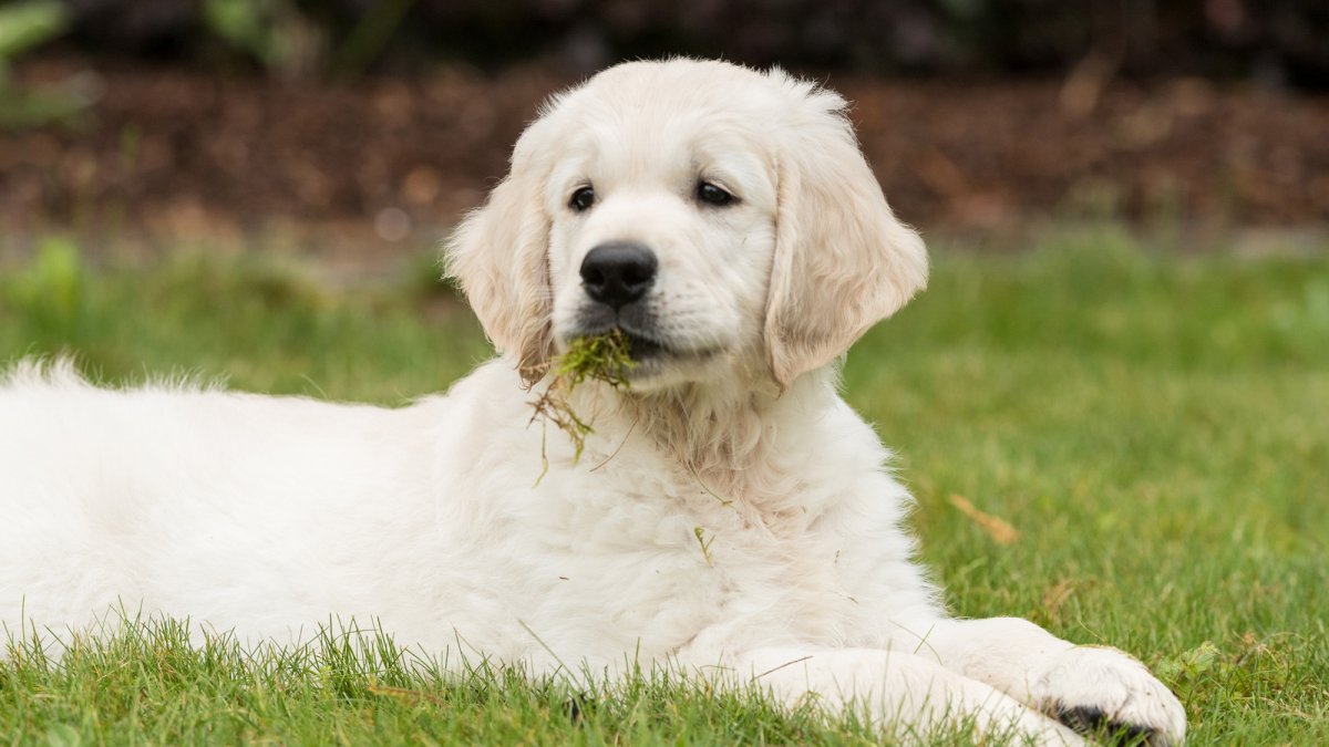 Why your dog eats grass