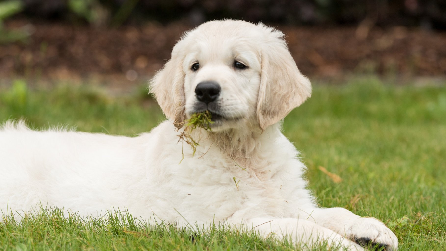a white haired dog, looking up, with grass in his teeth, laying down on a lawn.
