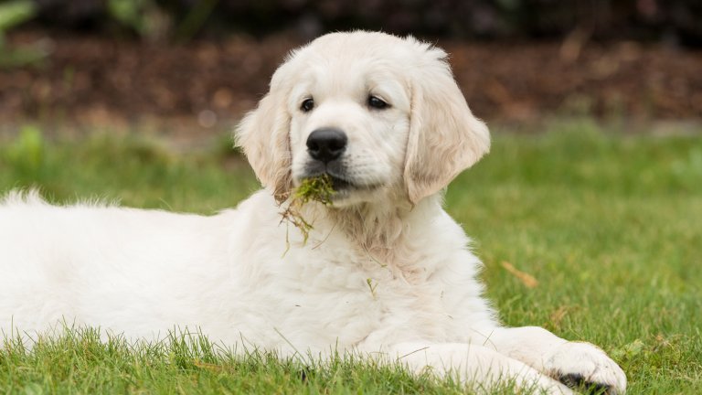 a white haired dog, looking up, with grass in his teeth, laying down on a lawn.