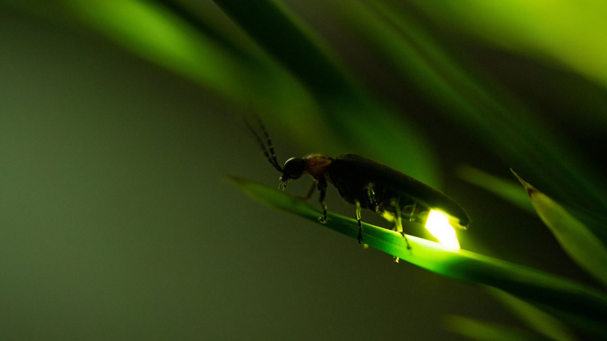 Why do fireflies glow? It’s more than butt goo.