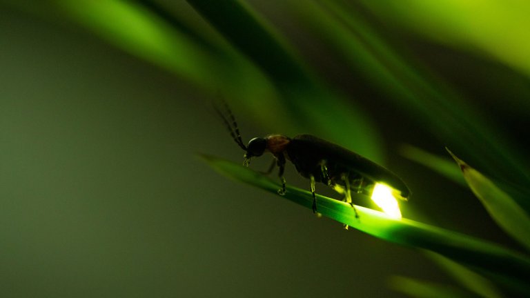 Firefly glows on blade of grass on a blurry green background.