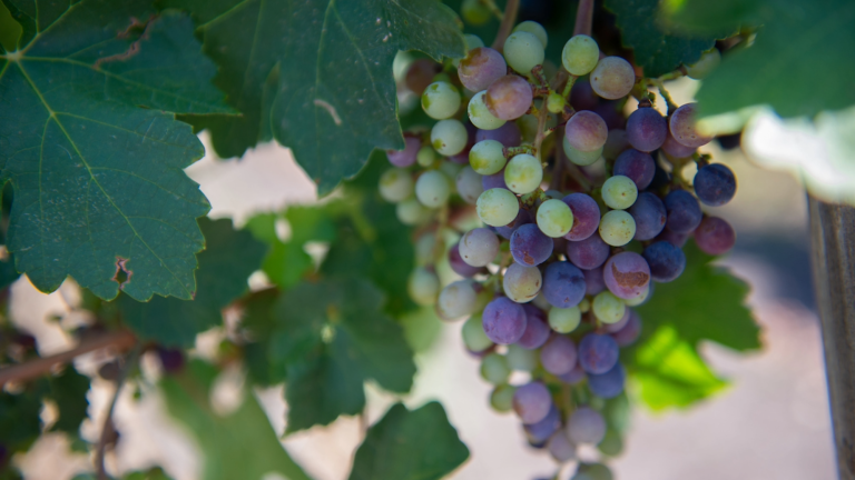 wine grapes growing on a vine