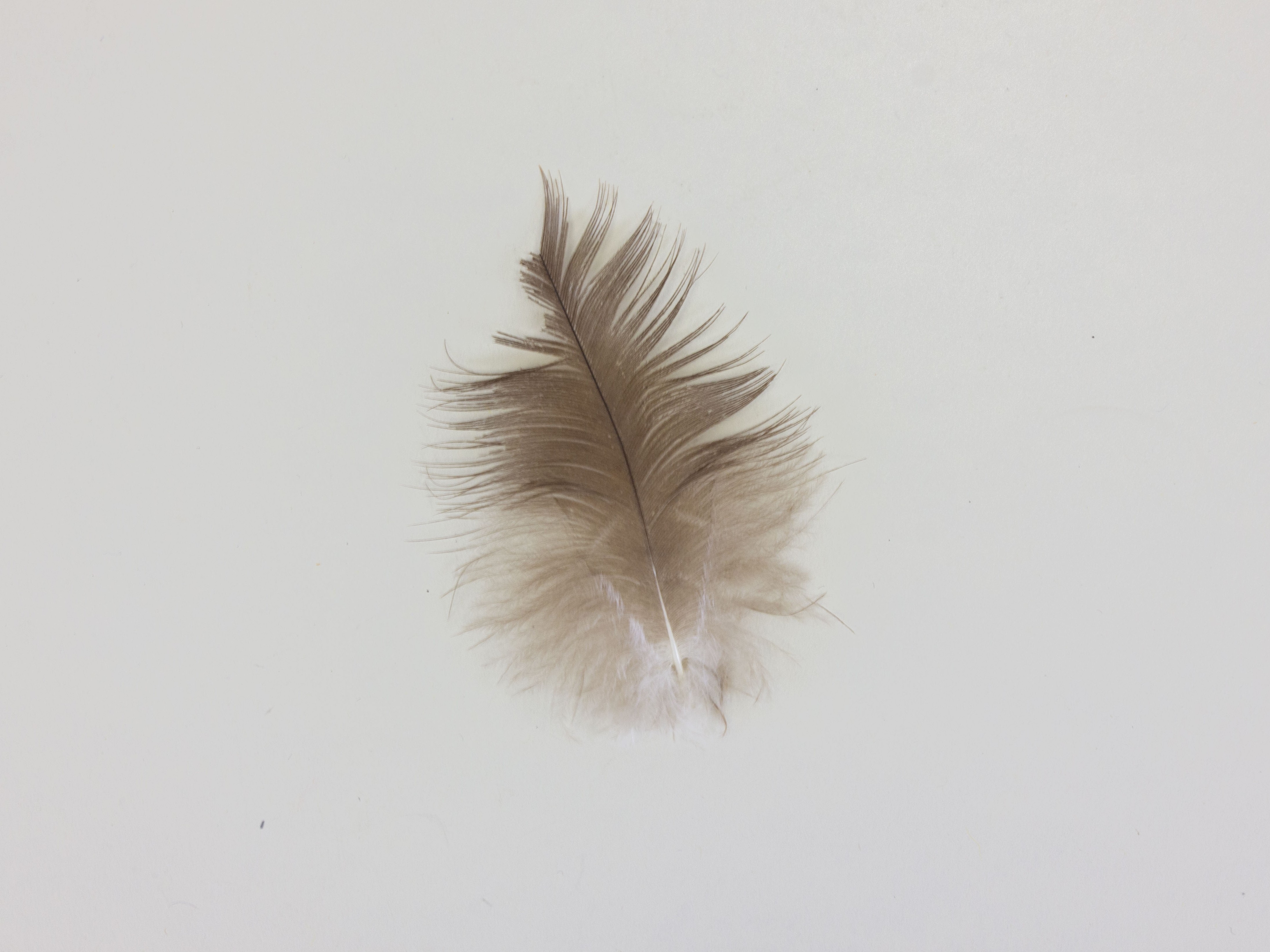an eagle feather