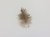 an eagle feather