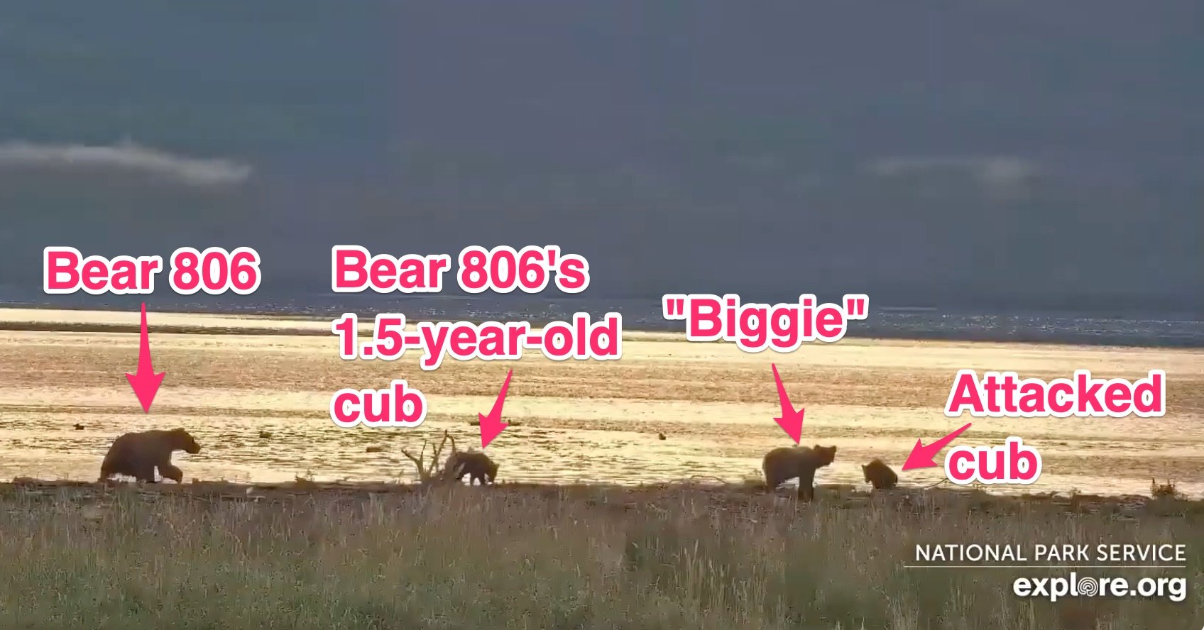 bears