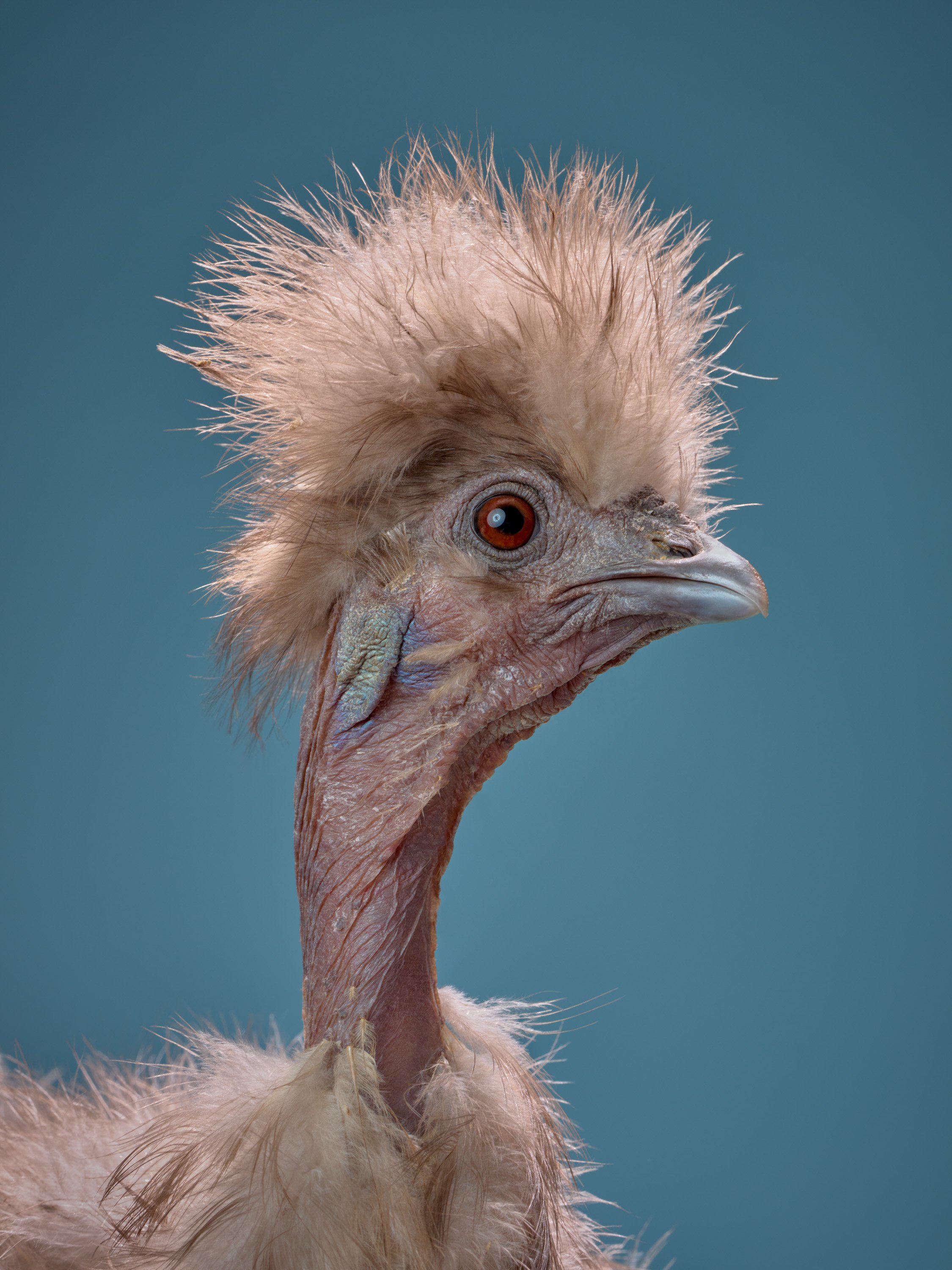 bird with fluffy hair