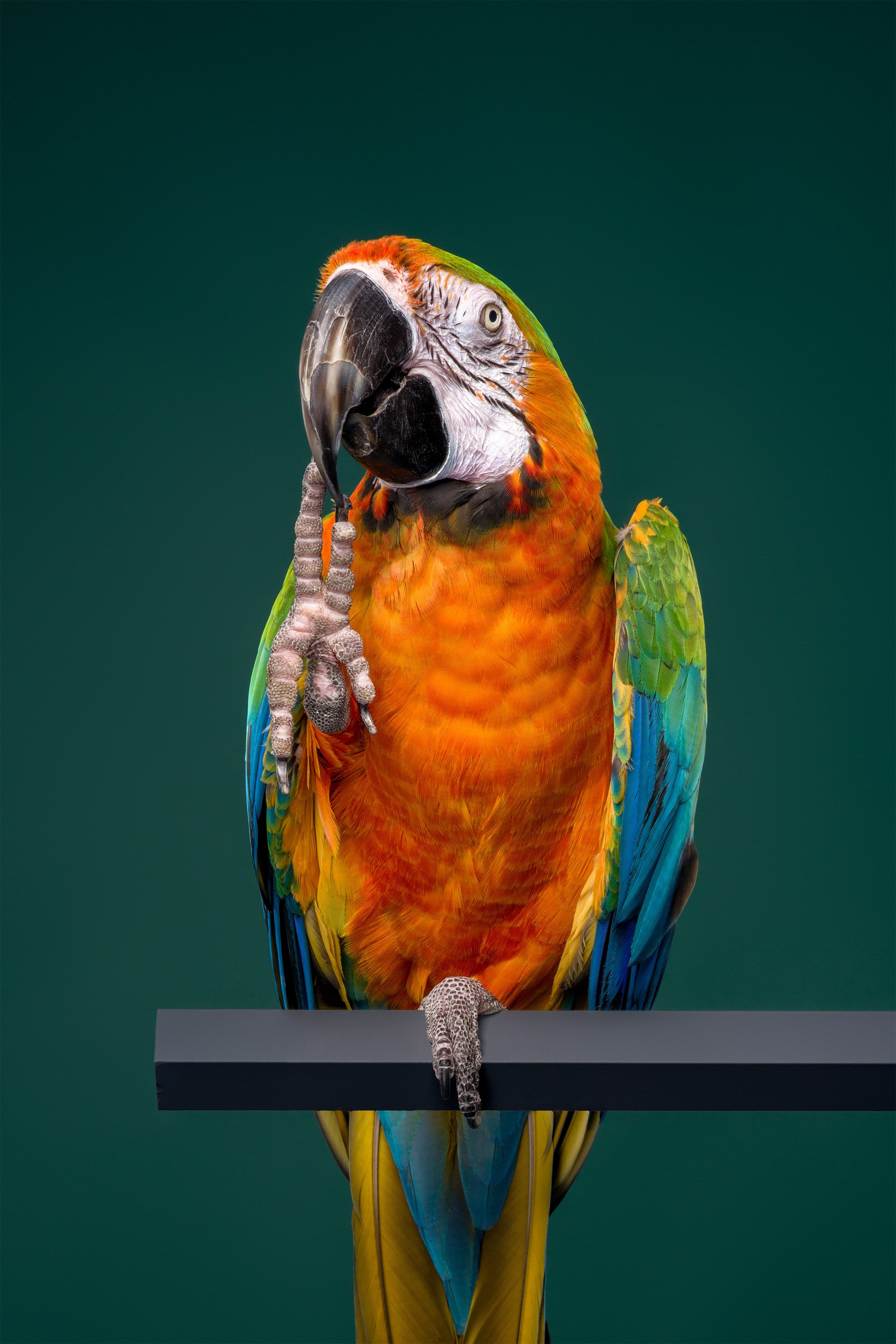 parrot