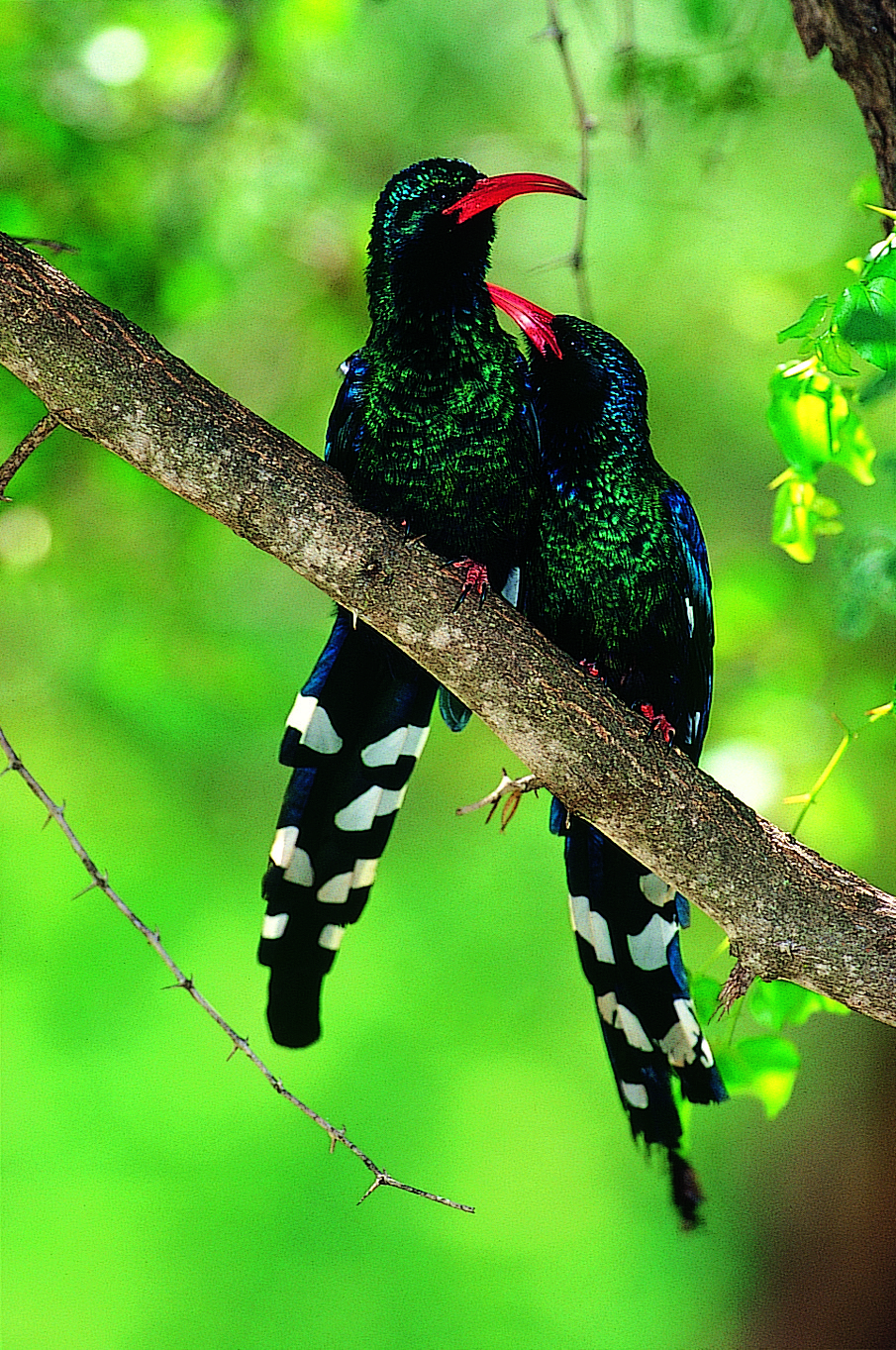 two birds grooming each other