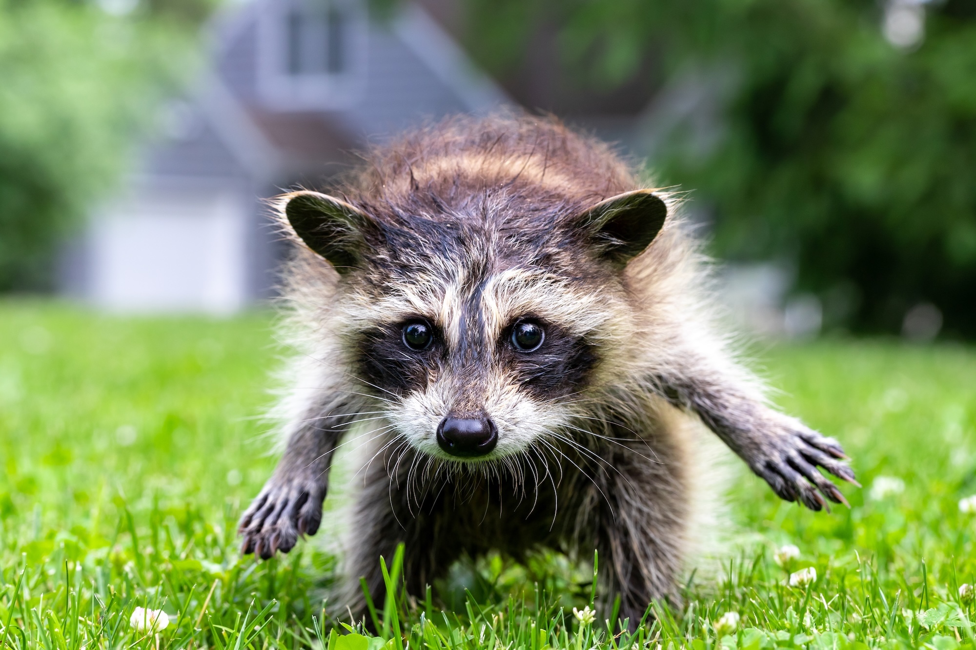 Baby raccoon in lawn looking at camera. He's a little wet.