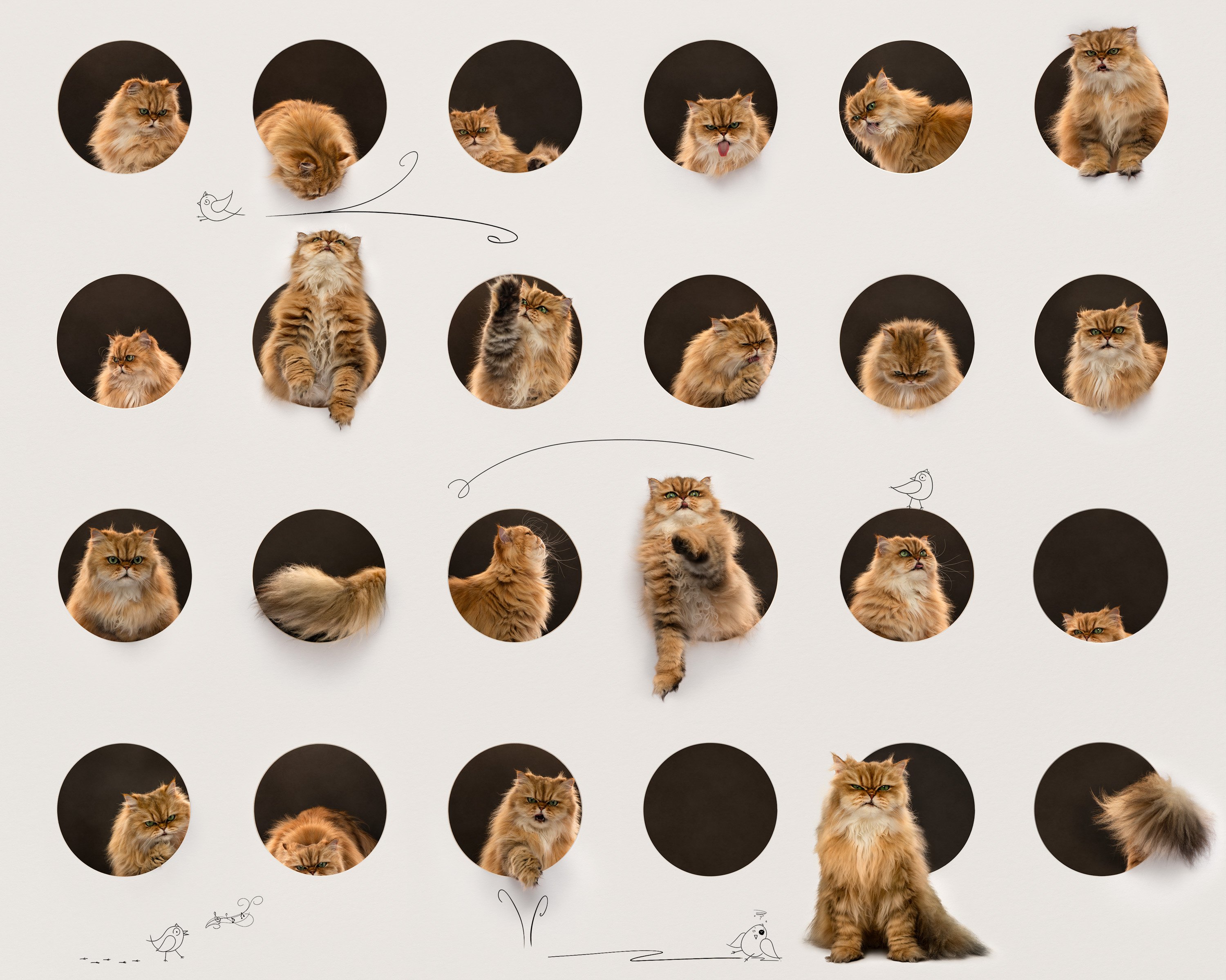 flat-faced cat in holes