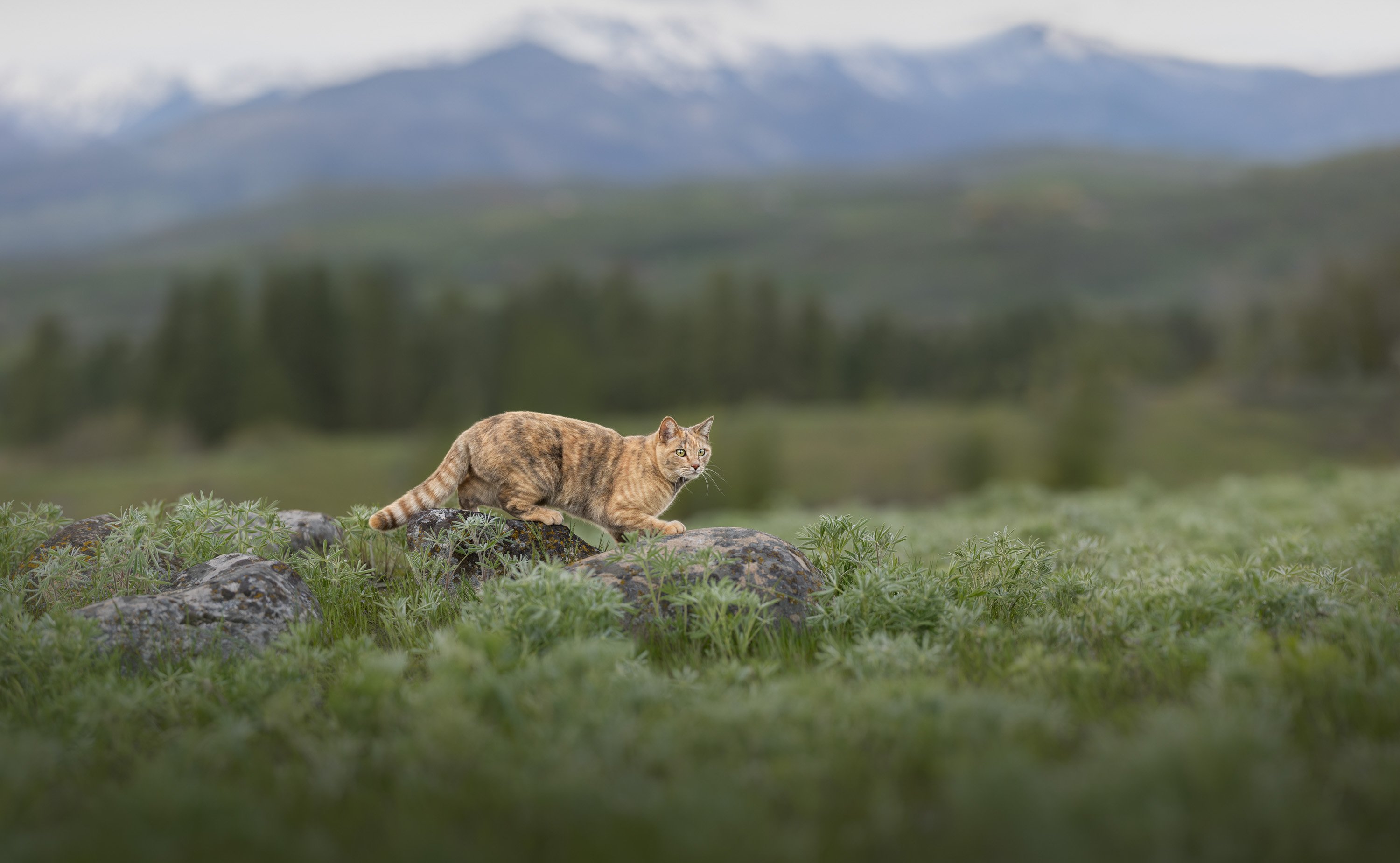 cat in the wilderness