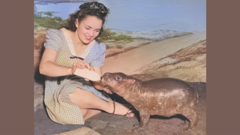 A woman in a dress feeds a baby pygmy hippo using a milk bottle. The vintage photograph appears to be from between 1935 and 1945.