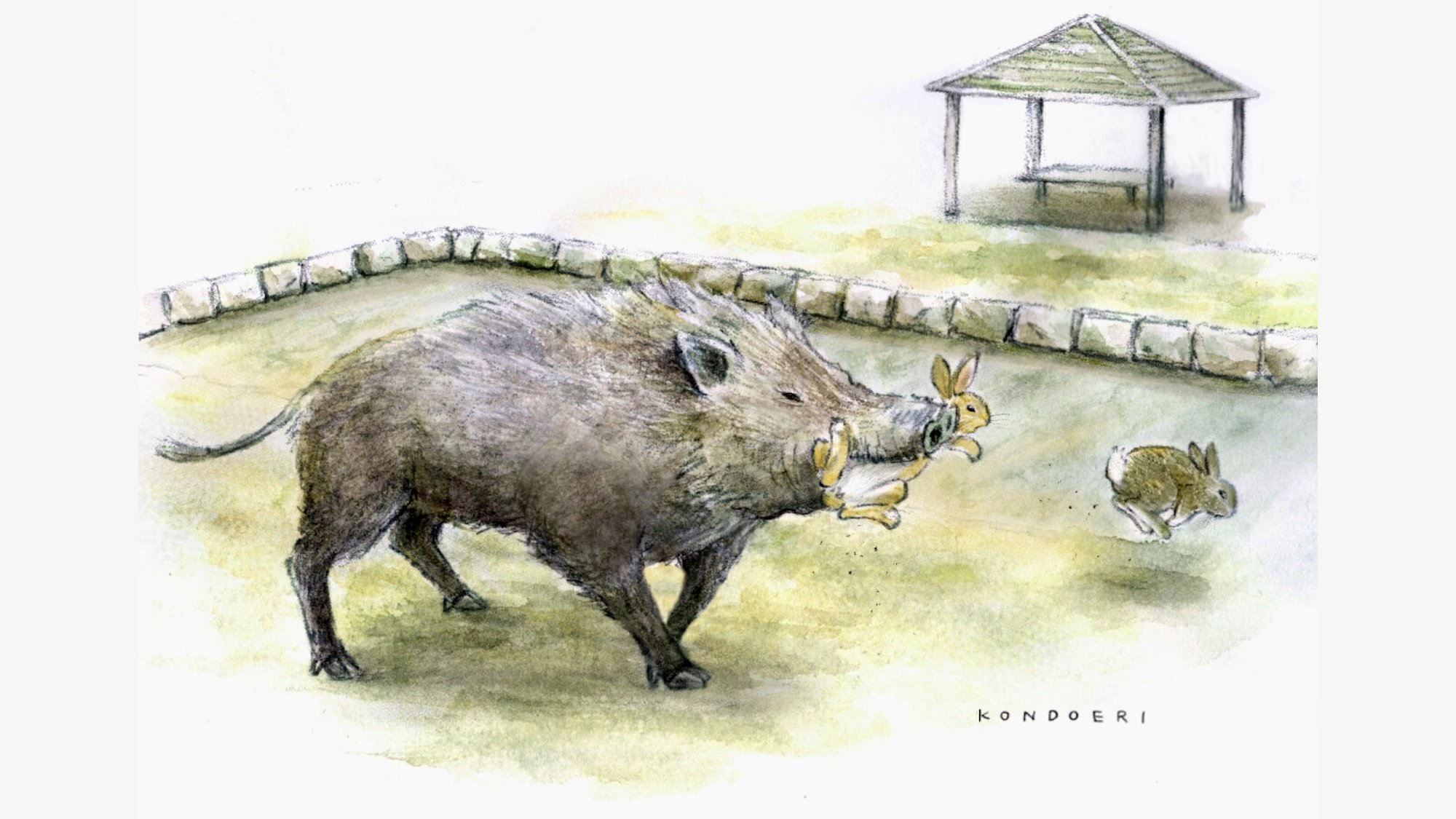 The illustration depicts an unusual event observed on Okunoshima Island, where wild boars have been seen capturing rabbits. Researchers suggest that tourist feeding, high rabbit densities, and the availability of leftover food and carcasses may be contributing to these novel interactions. Credit: Eri Kondo