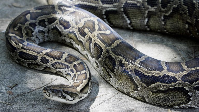 Miami, UNITED STATES: A 12-foot (3.65m) Burmese python that was captured in the backyard of a home slithers on the ground at its new home at the A.D. Barnes Park 10 October 2005, in south Miami, FL. The snake was captured 09 October and is the prime suspect in the disappearance of a 15-pound (6.8kg) cat that lived at the residence. AFP PHOTO/Robert SULLIVAN (Photo credit should read ROBERT SULLIVAN/AFP via Getty Images)