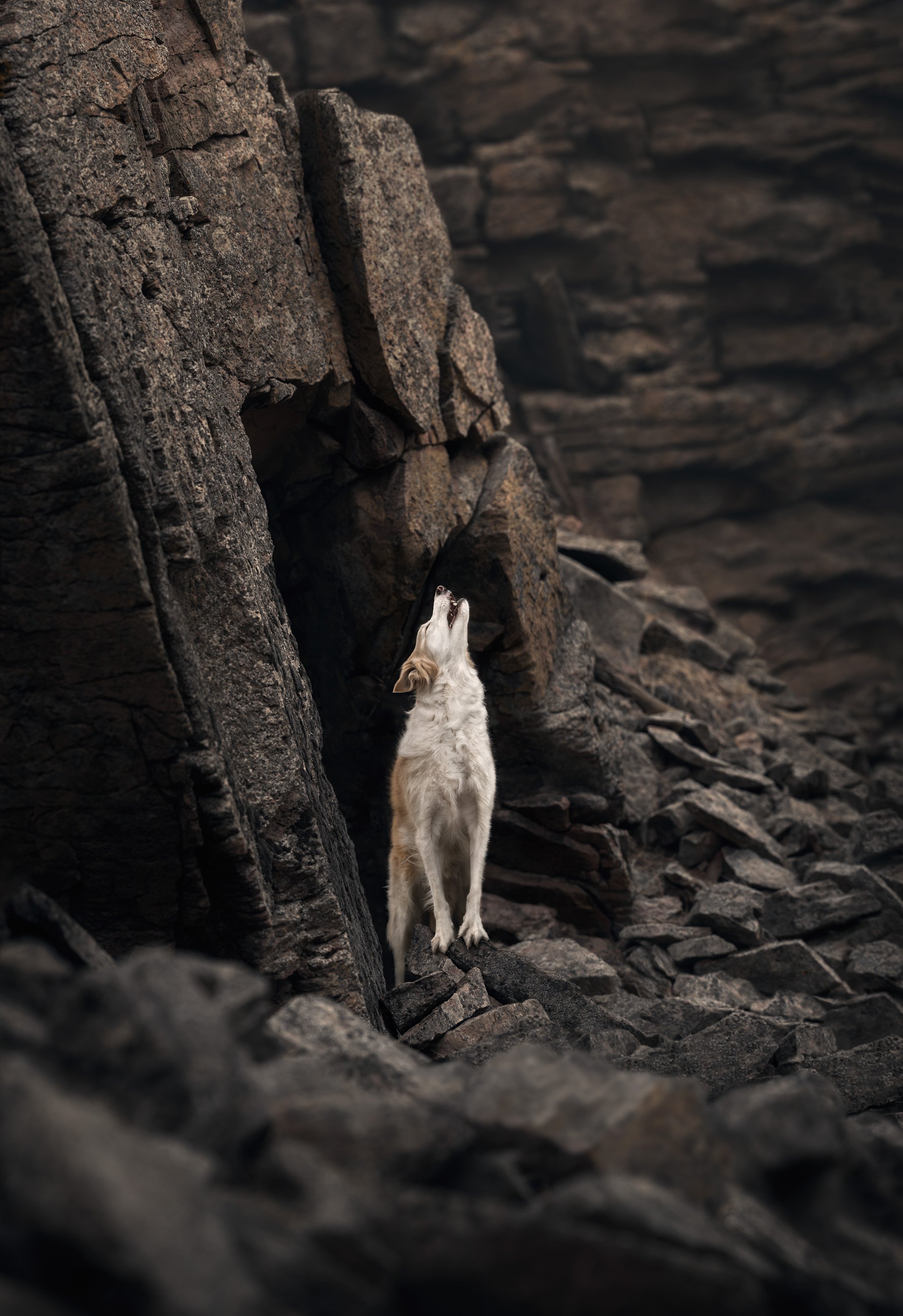 dog howling amongst rocks