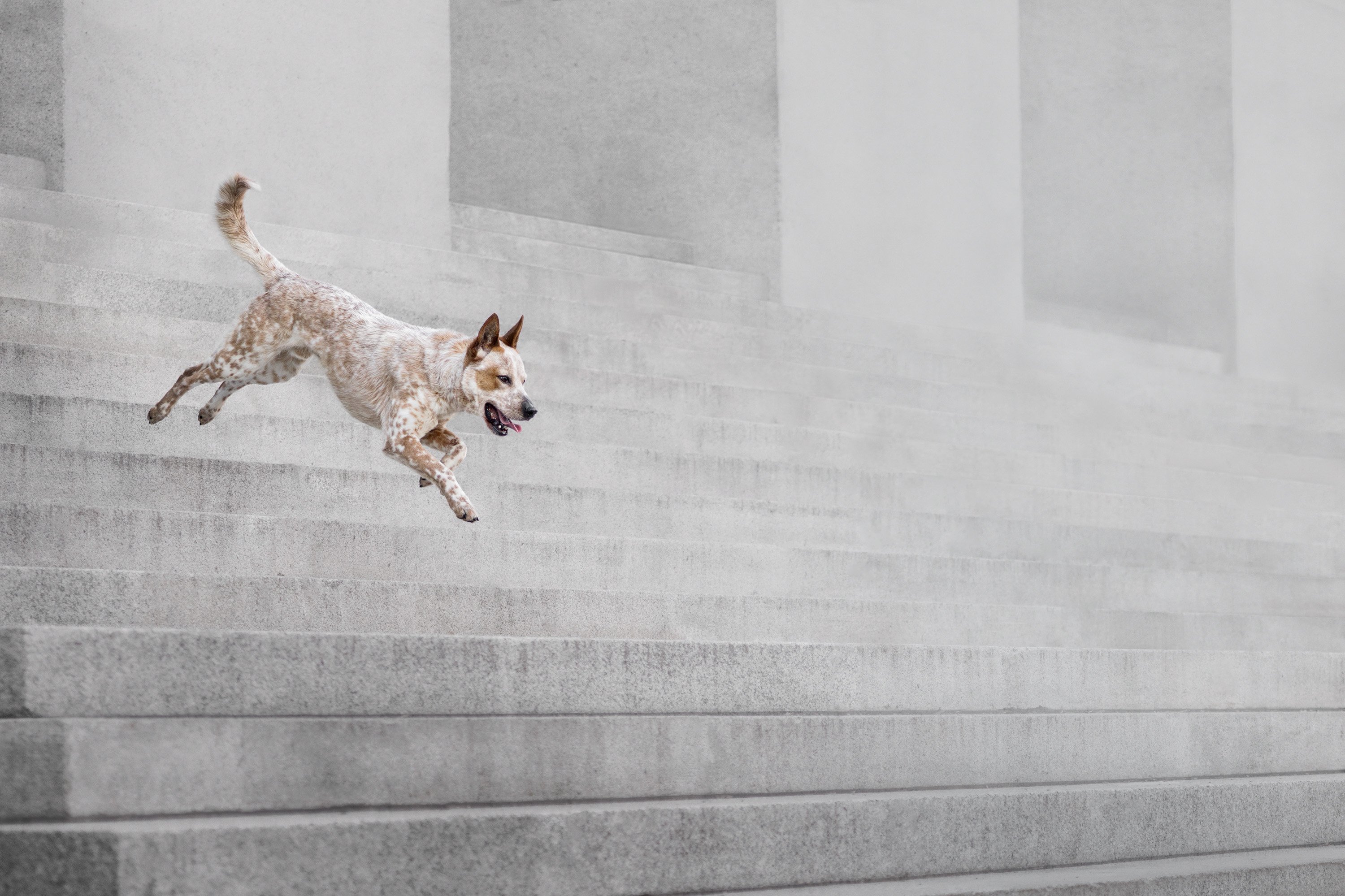 spotted dog running down the stairs
