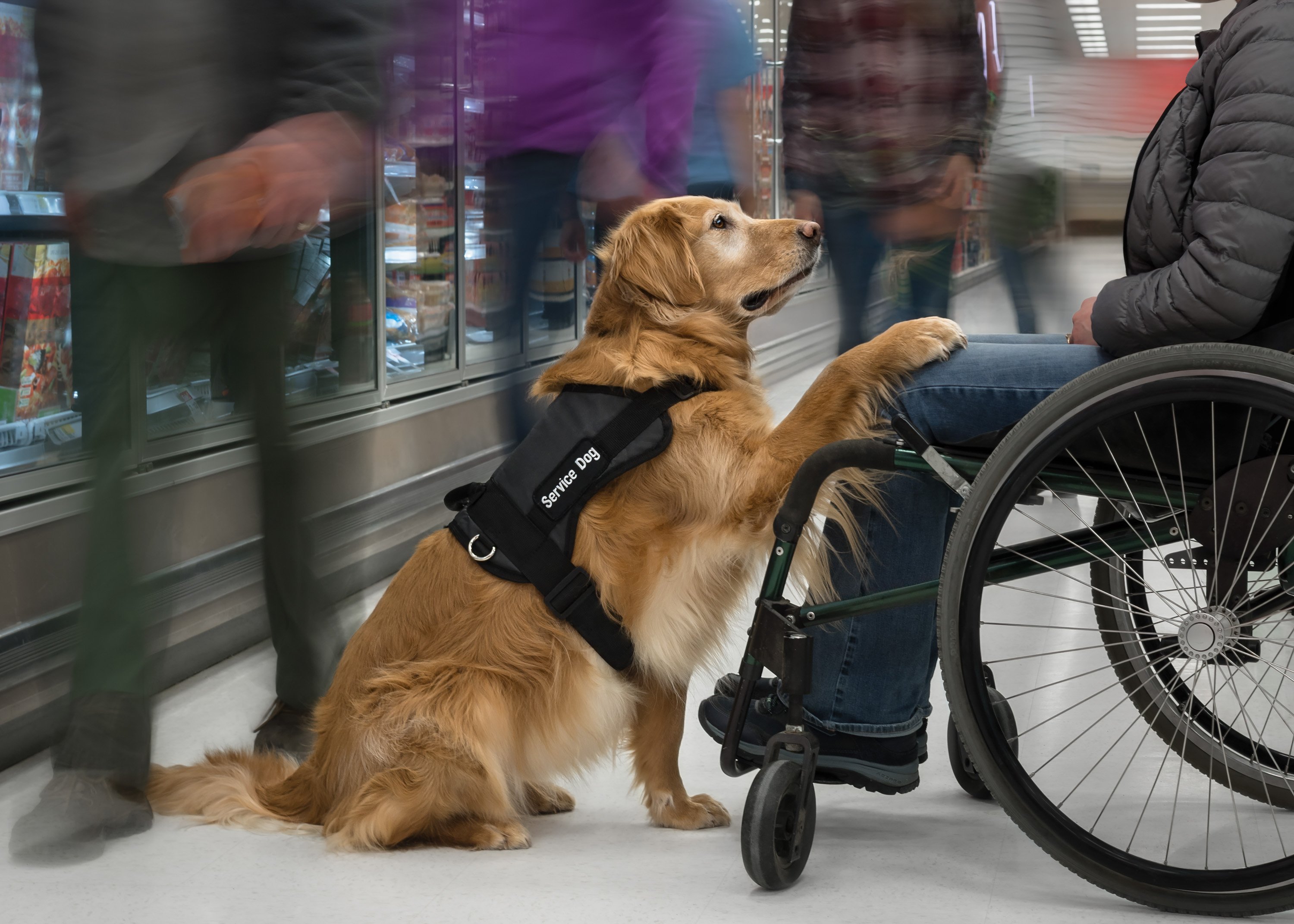 service dog helping person using wheelchair at a grocery store