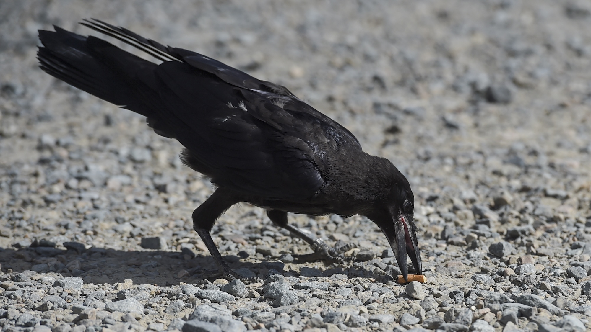 A crow picks up a cigarette end on the parking of Le Puy du Fou, in Les Epesses, western France on August 14, 2018. - Six crows specially trained to pick up cigarette ends and rubbish were put to work last week at a French historical theme park. (Photo by SEBASTIEN SALOM GOMIS / AFP) (Photo credit should read SEBASTIEN SALOM GOMIS/AFP via Getty Images)