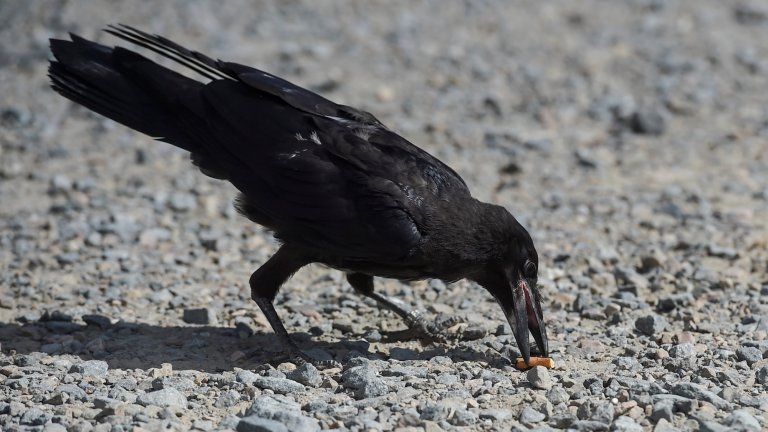 A crow picks up a cigarette end on the parking of Le Puy du Fou, in Les Epesses, western France on August 14, 2018. - Six crows specially trained to pick up cigarette ends and rubbish were put to work last week at a French historical theme park. (Photo by SEBASTIEN SALOM GOMIS / AFP) (Photo credit should read SEBASTIEN SALOM GOMIS/AFP via Getty Images)