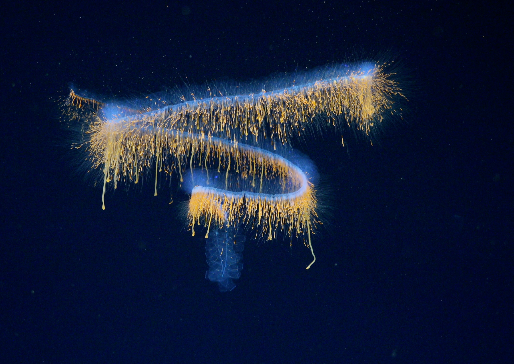 a long transluscent animal with spokes swims in the deep ocean
