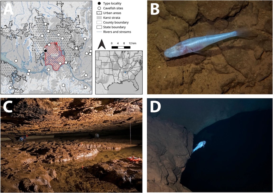 New eyeless ‘demon cavefish’ discovered in Alabama named after ...