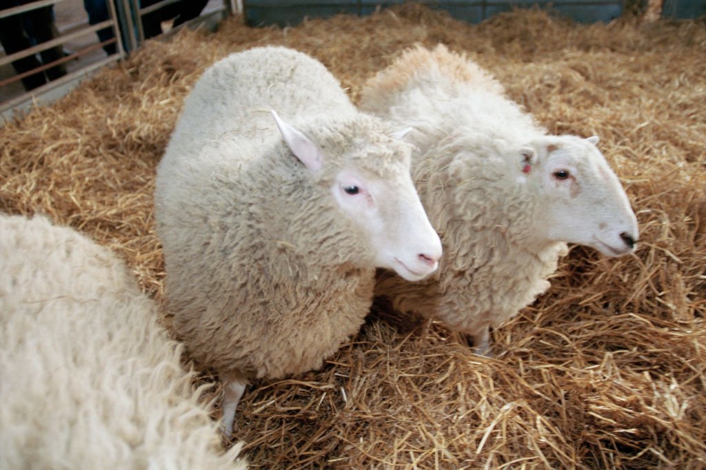 Two sheep in a pen with hay.
