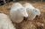 Two sheep in a pen with hay.