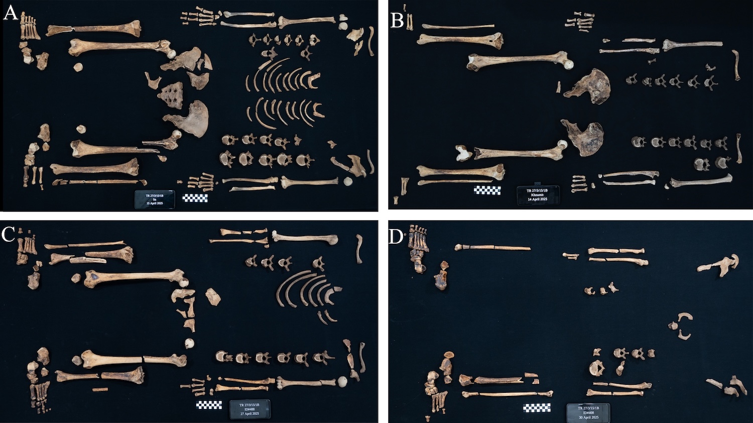 Skeletal fragmentary remains of the four princesses