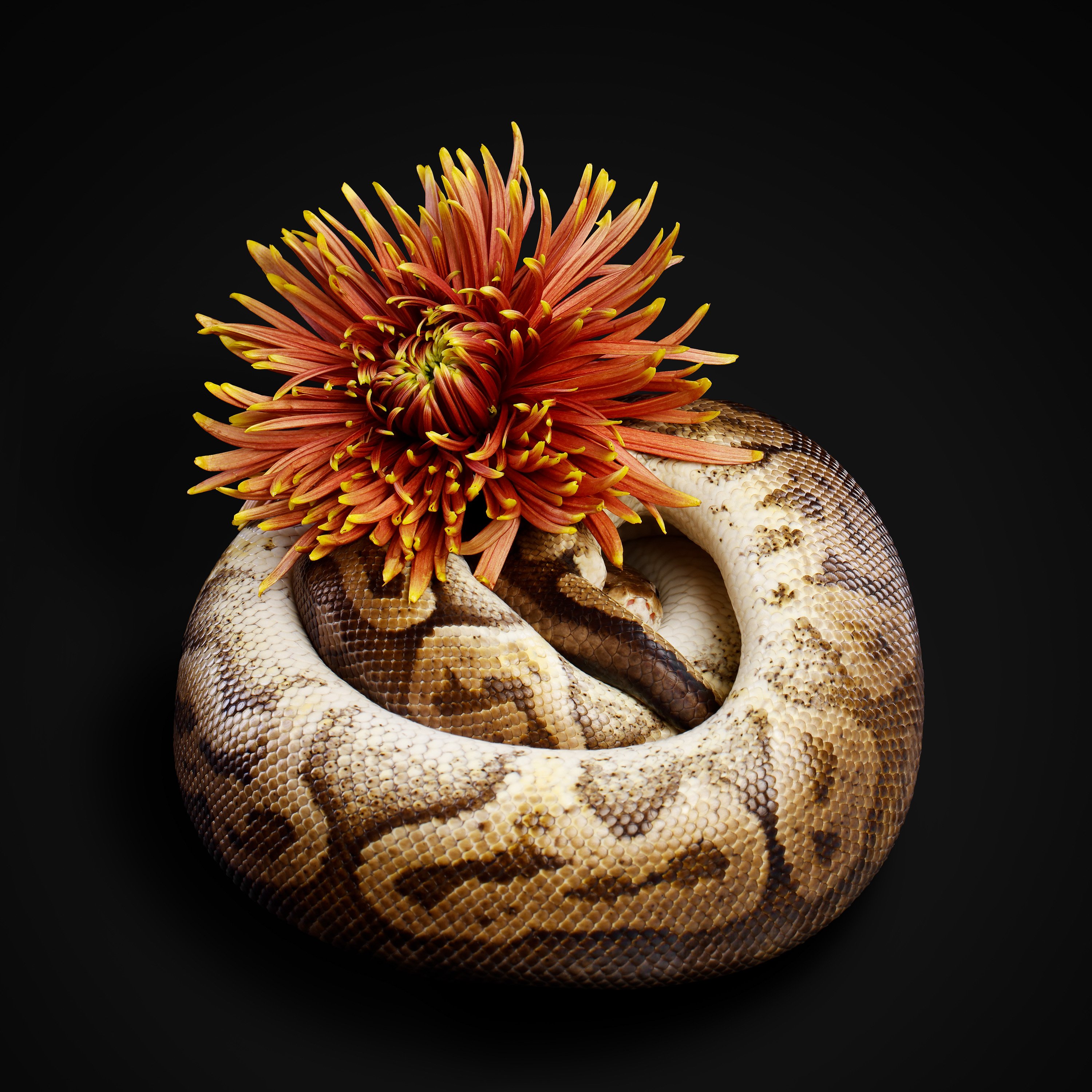 snake with flower