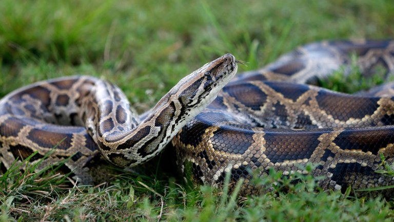 A Burmese python sits in the grass at Everglades Holiday Park in Fort Lauderdale, Florida on April 25, 2019. - Along with the venomous lionfish, the Burmese python is perhaps the least welcome invasive species in Florida: lacking any natural predators, it has happily chomped its way through the state's wildlife. Native to Southeast Asia, the Burmese pythons have become a plague in Florida. (Photo by RHONA WISE / AFP) (Photo by RHONA WISE/AFP via Getty Images)