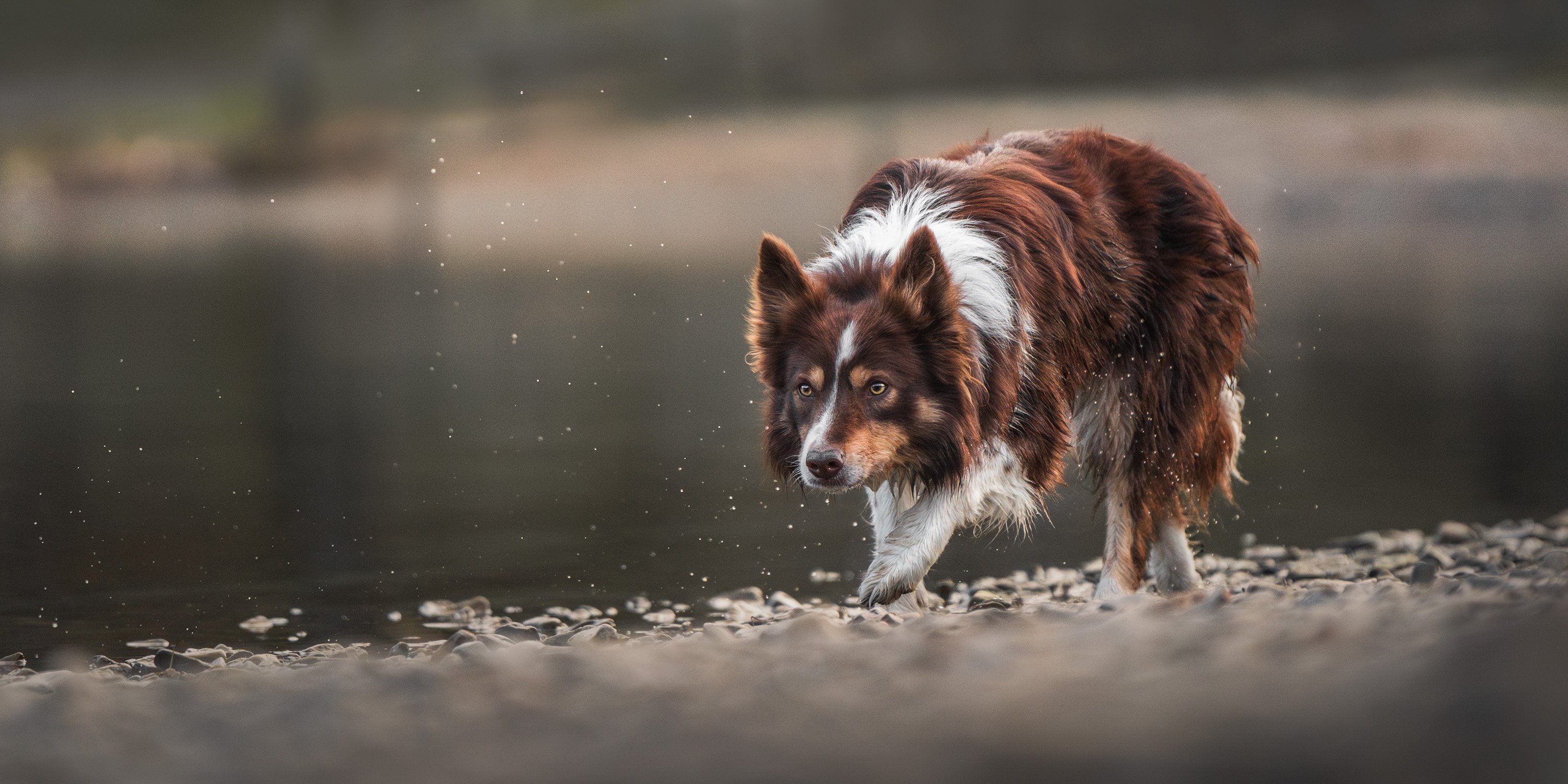 dog on lake bank