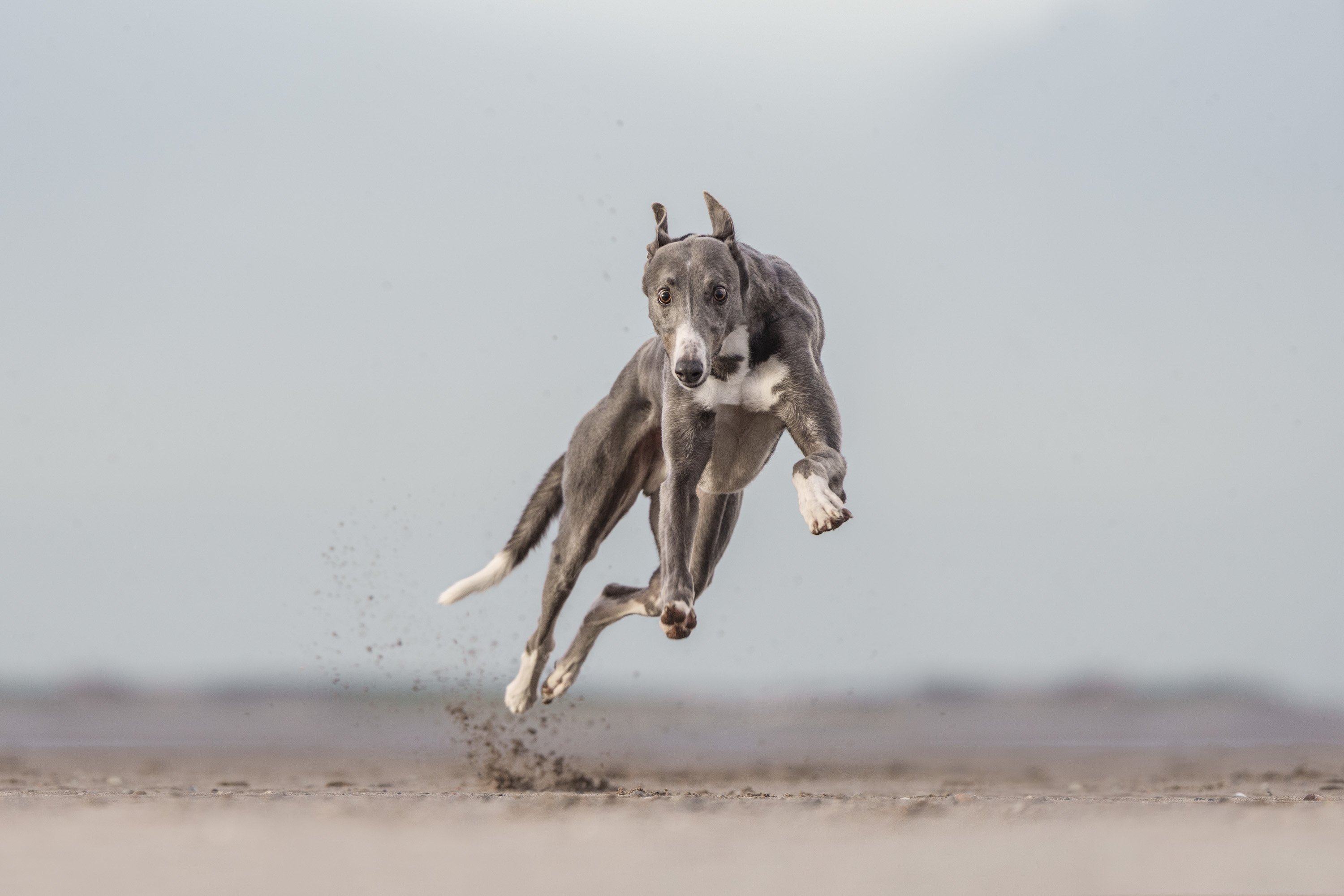 whippet jumping