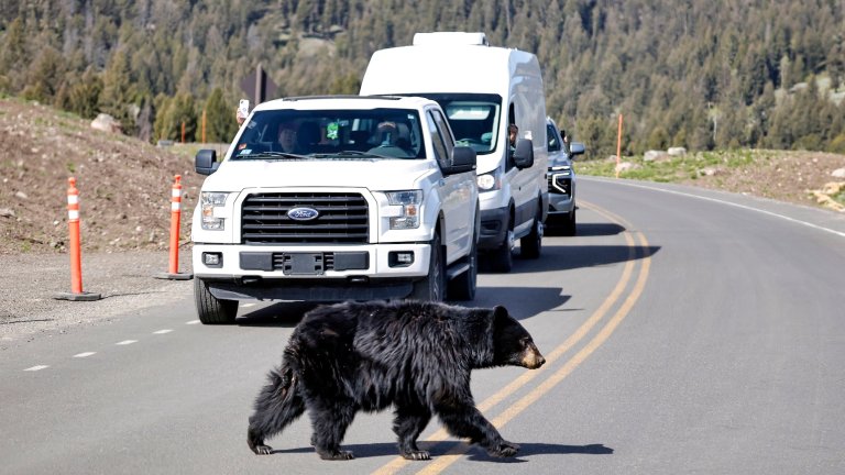 YELLOWSTONE NATIONAL PARK, WYOMING - MAY 20: A black bear crosses a roadway as visitors in vehicles watch on May 20, 2026 in Yellowstone National Park, Wyoming. Yellowstone National Park became the nation’s first national park on March 1, 1872, when President Ulysses S. Grant signed a congressional act protecting the land “for the benefit and enjoyment of the people.” Today, the 2.2-million-acre park thrives as part of one of Earth's last nearly intact large temperate ecosystems, famously preserving over 10,000 hydrothermal features and around 500 geysers—roughly 50 percent of the world’s total. Boasting the largest concentration of mammals in the lower 48 states, Yellowstone stands as the only place in the U.S. where bison have roamed continuously since prehistoric times. Native American communities inhabited and conserved the lands for over 10,000 years, with 27 individual tribes recognized by the National Park Service as carrying modern-day and historic ties to Yellowstone. National Park Week will celebrate America’s 250th anniversary with a weeklong celebration in August featuring hundreds of commemorative events at many of America’s 433 national parks under the theme “Celebrate America’s Story”. (Photo by Mario Tama/Getty Images)