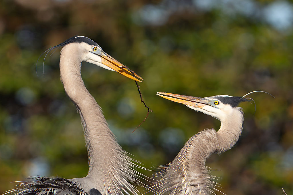 A male Great Blue Heron brings a stick to its mate to build a nest in Delray Beach, Florida, on January 9, 2026.