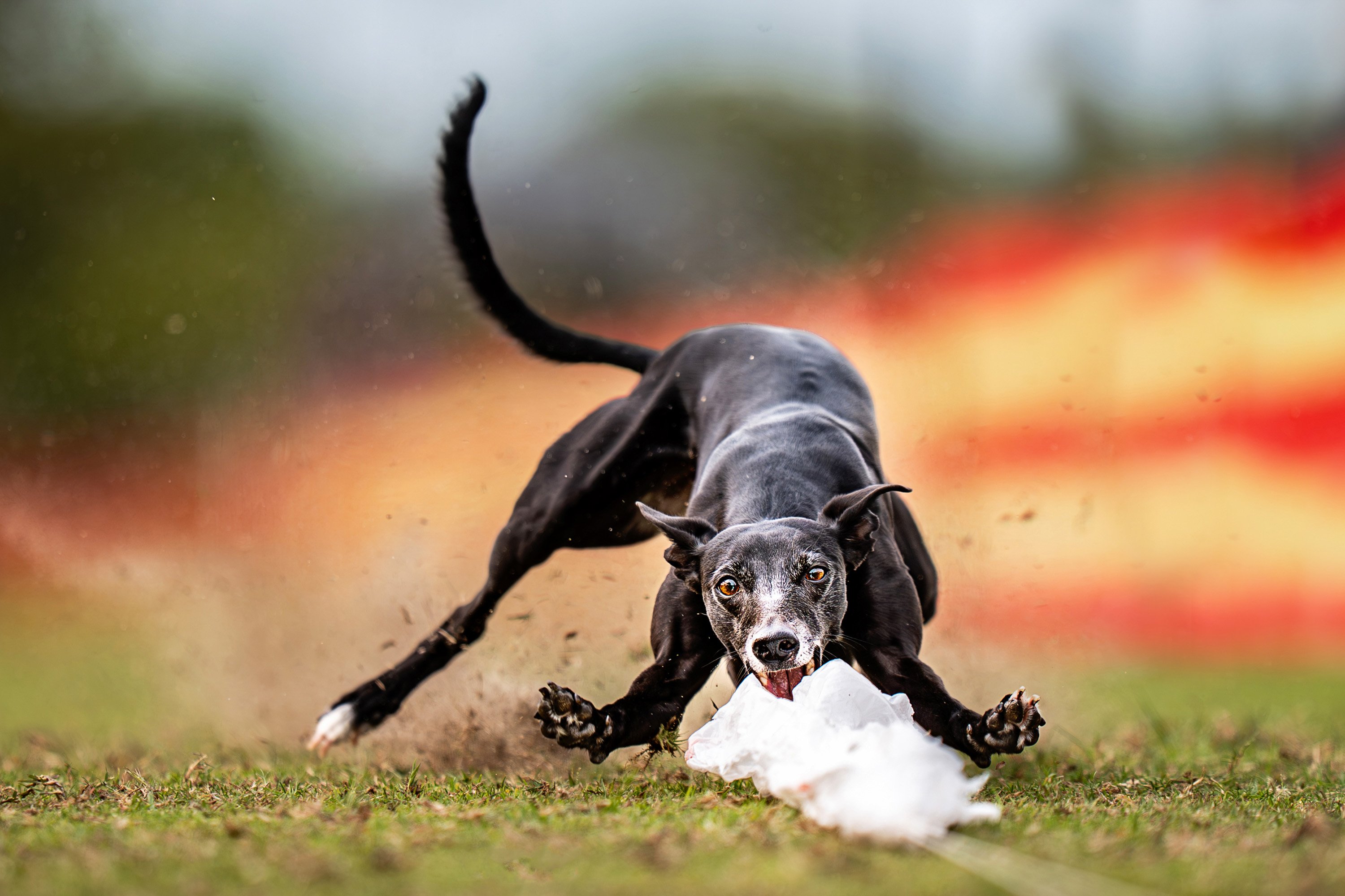 whippet chases plastic bag