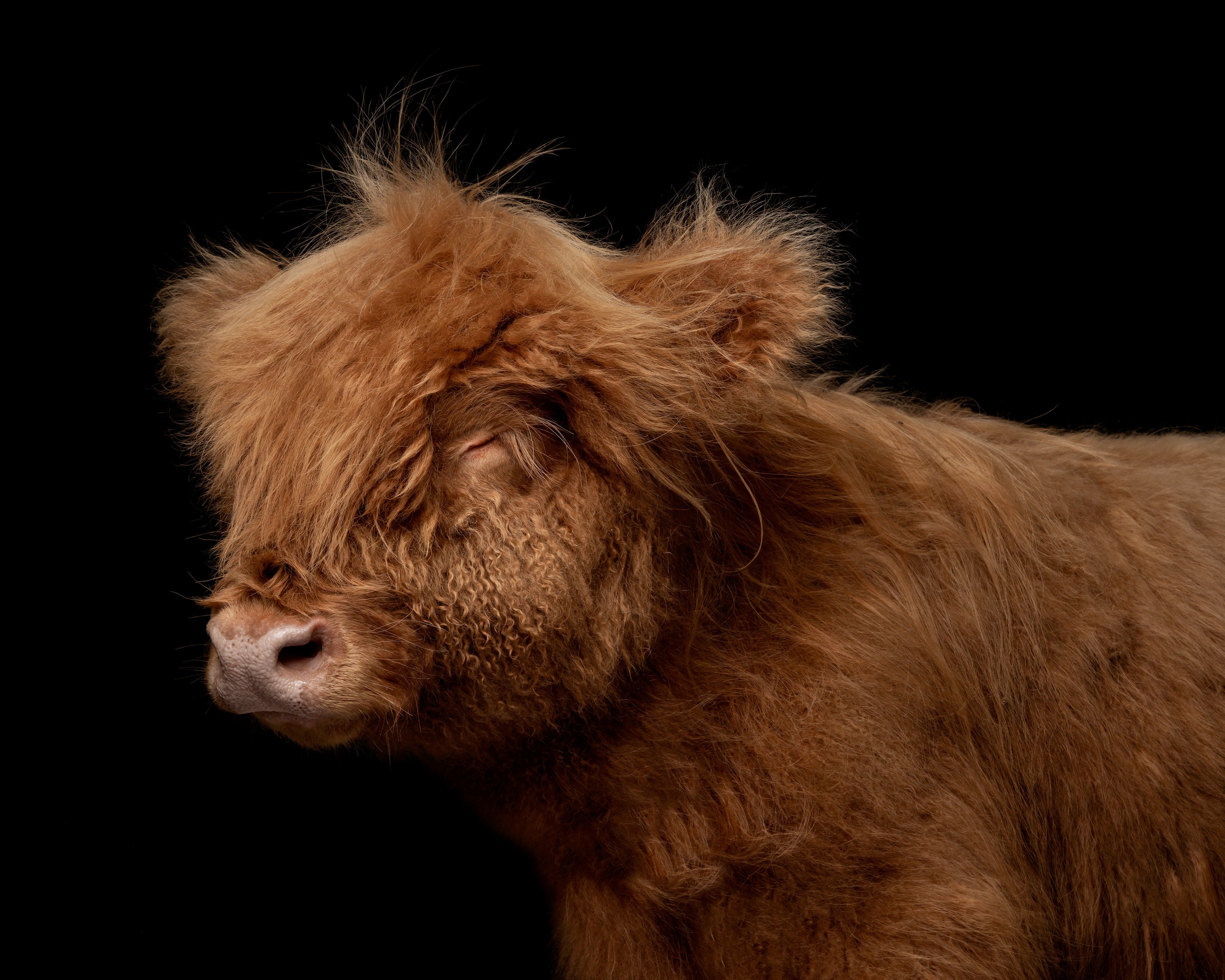 highland cow calf