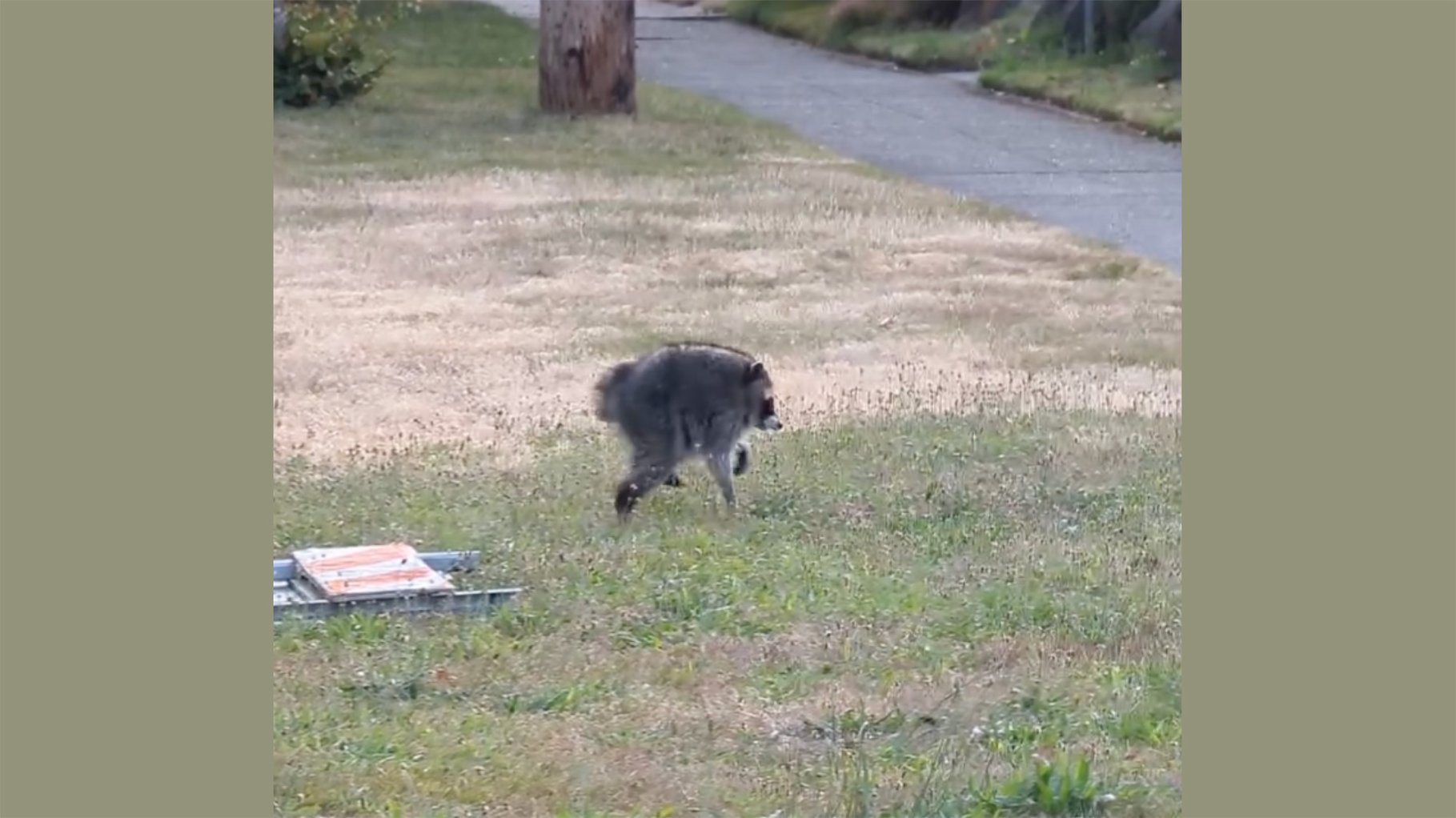 Baby raccoon with short spine walks across lawn.