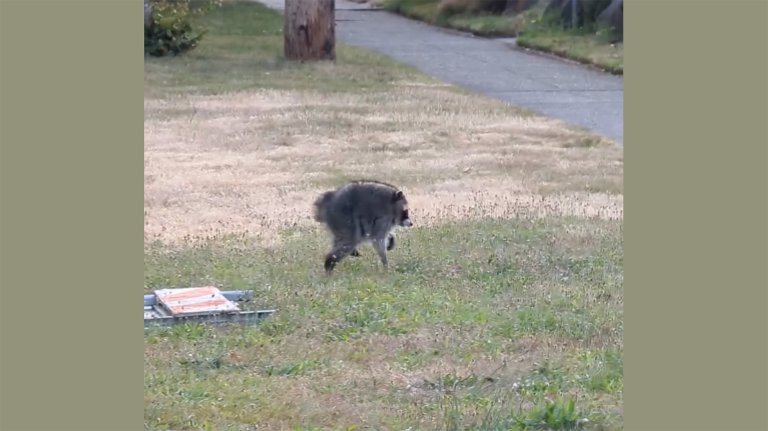Baby raccoon with short spine walks across lawn.