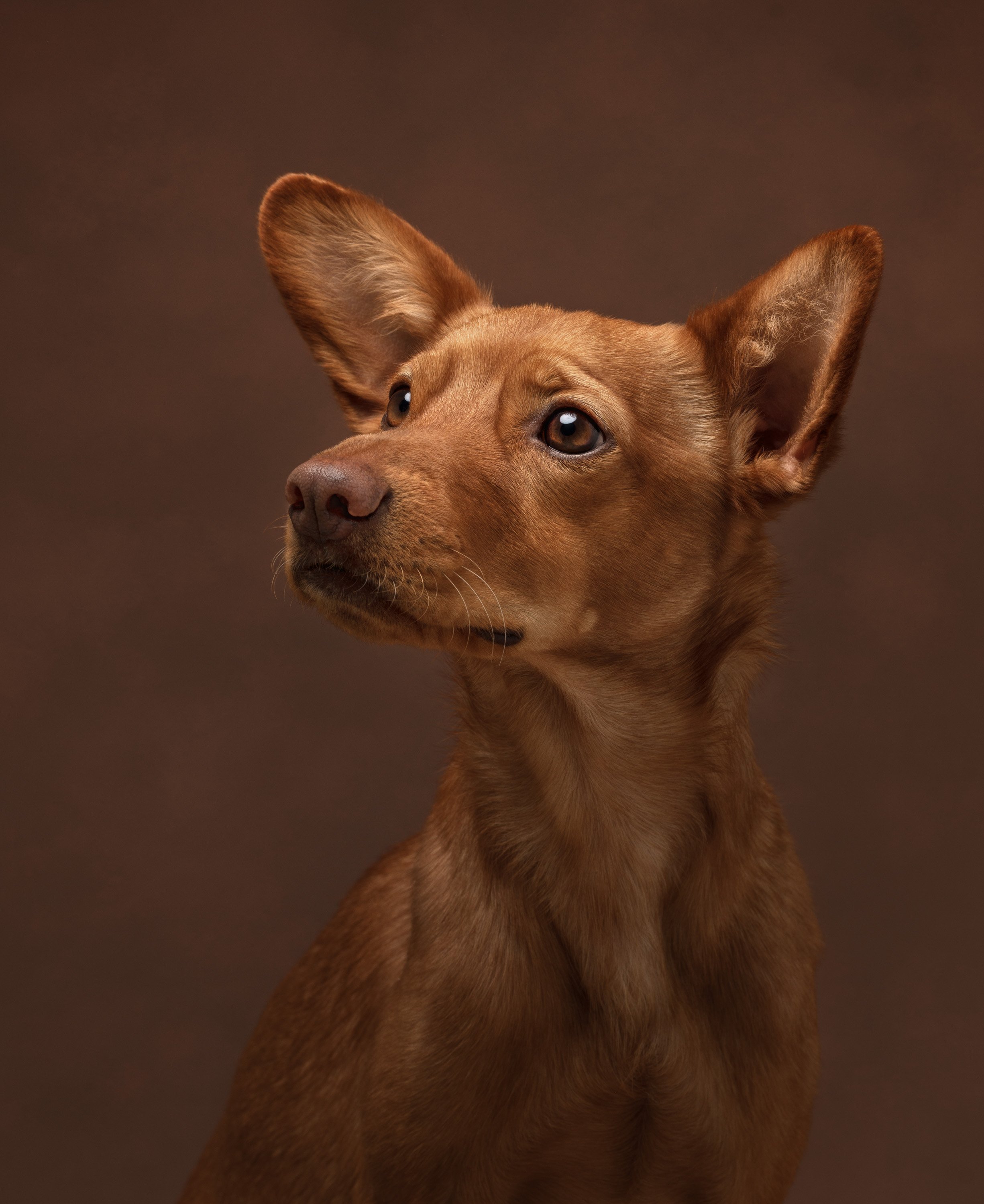 brown puppy portrait