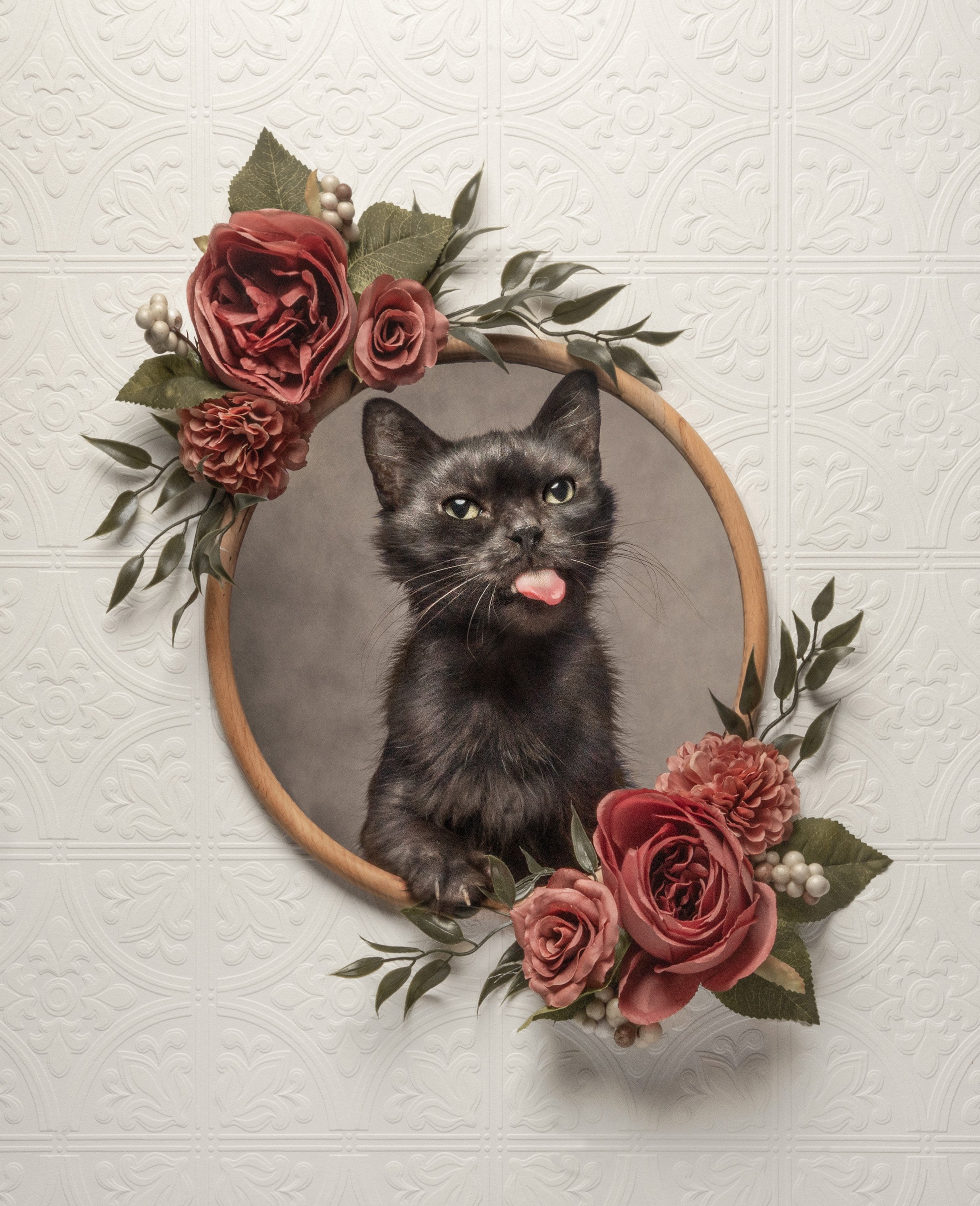 portrait of black kitten with tongue sticking out